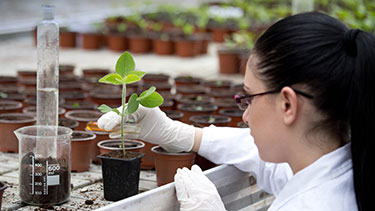 Student growing plants in a lab