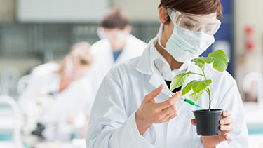 Student growing plant in laboratory
