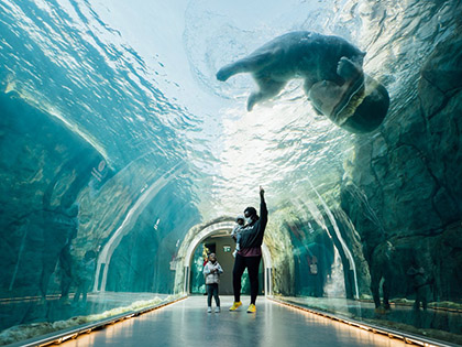 People looking at polar bears